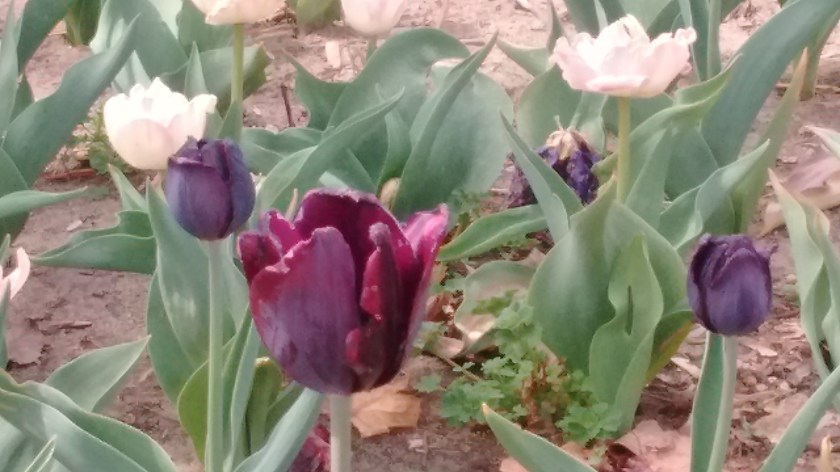 IMG_20180420_115253148